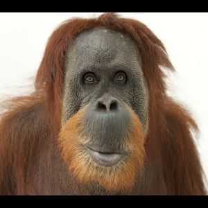 Meet your Posher, Lamont